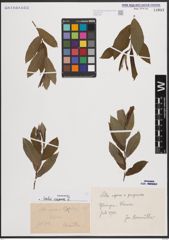 Foto von Salix caprea L.